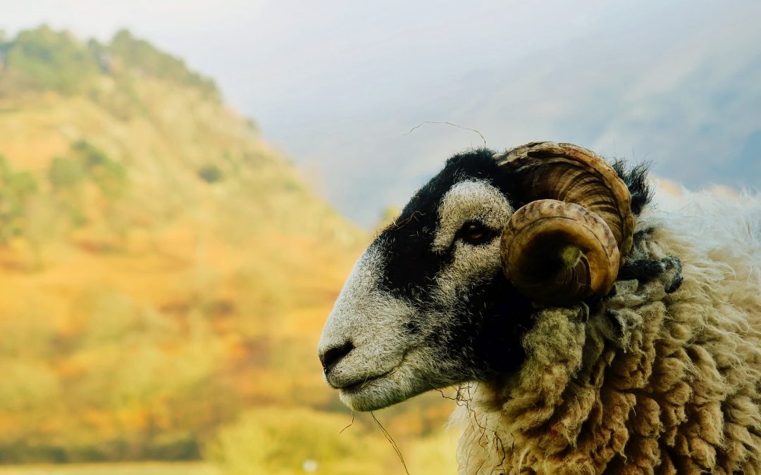 Positive outlook for upland sheep production in the UK at NSA north sheep 2017.