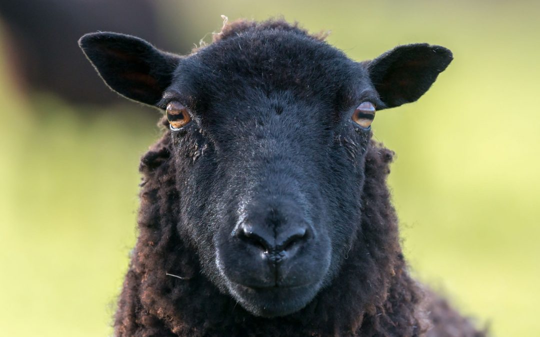 Face recognition in sheep – what’s behind the headline?