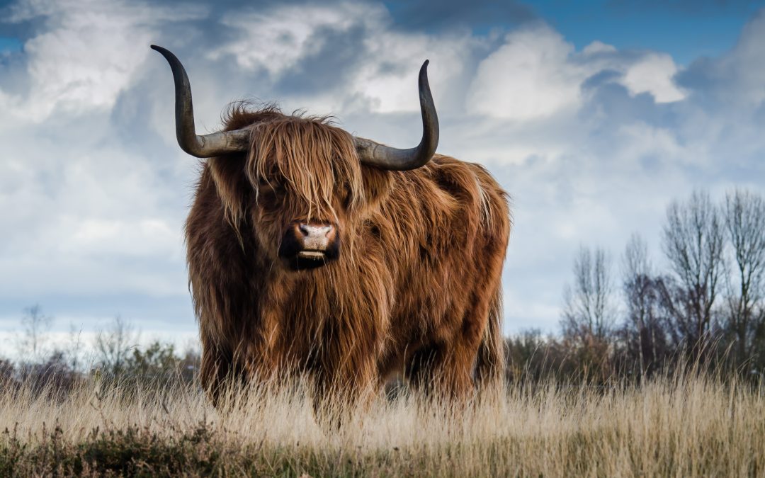 Taking the bull by the horns – building resilience in UK farming